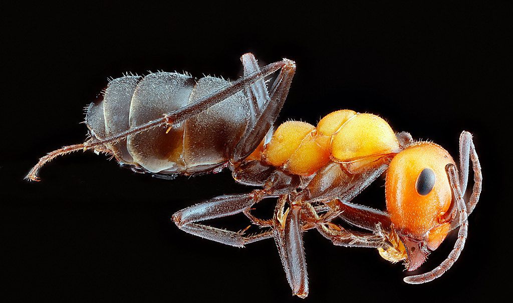 Ant Control service in Amarillo, TX