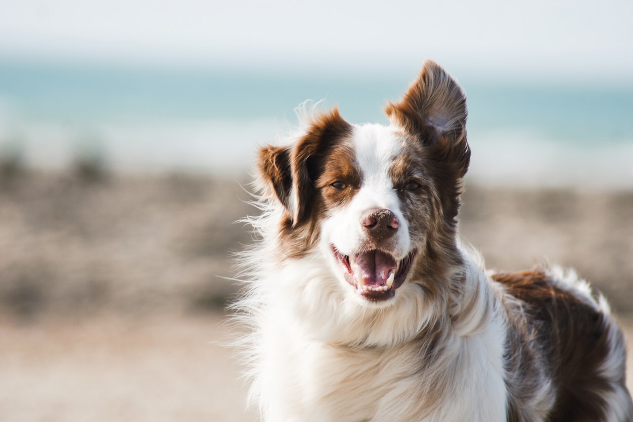 Flea & Tick Control service in Amarillo, TX