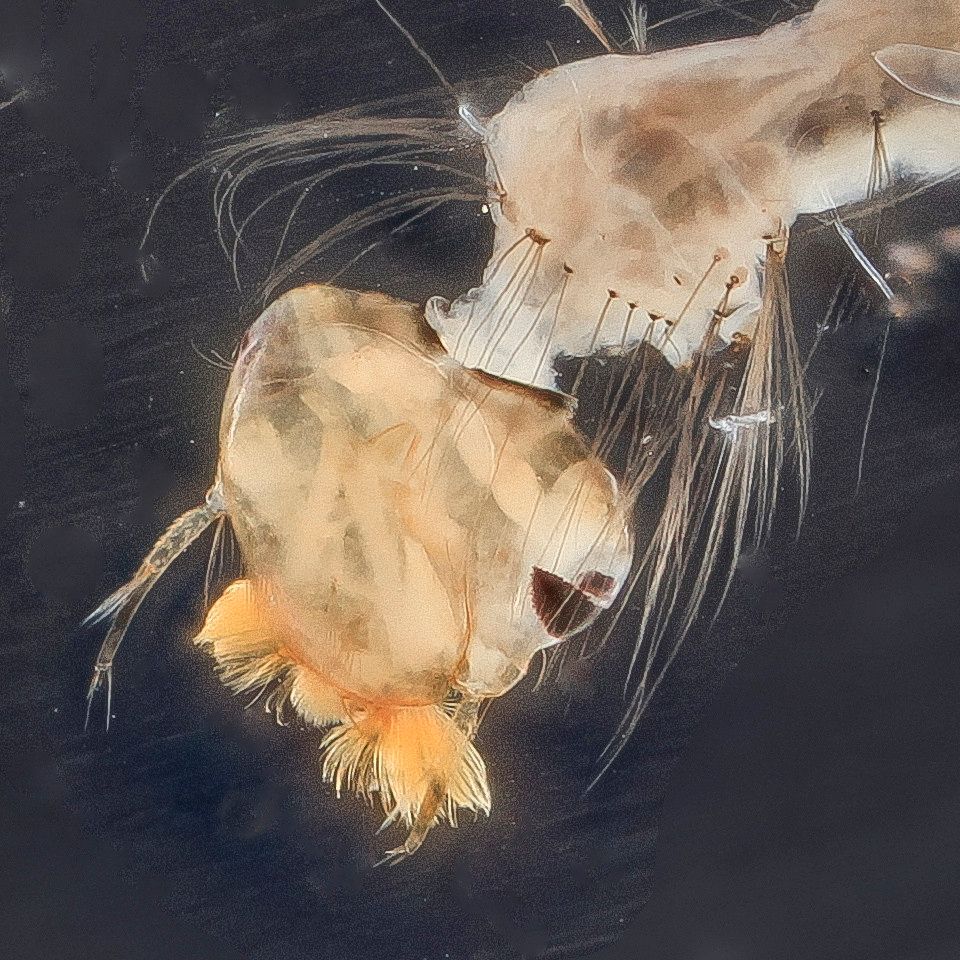 Mosquito Control service in Amarillo, TX