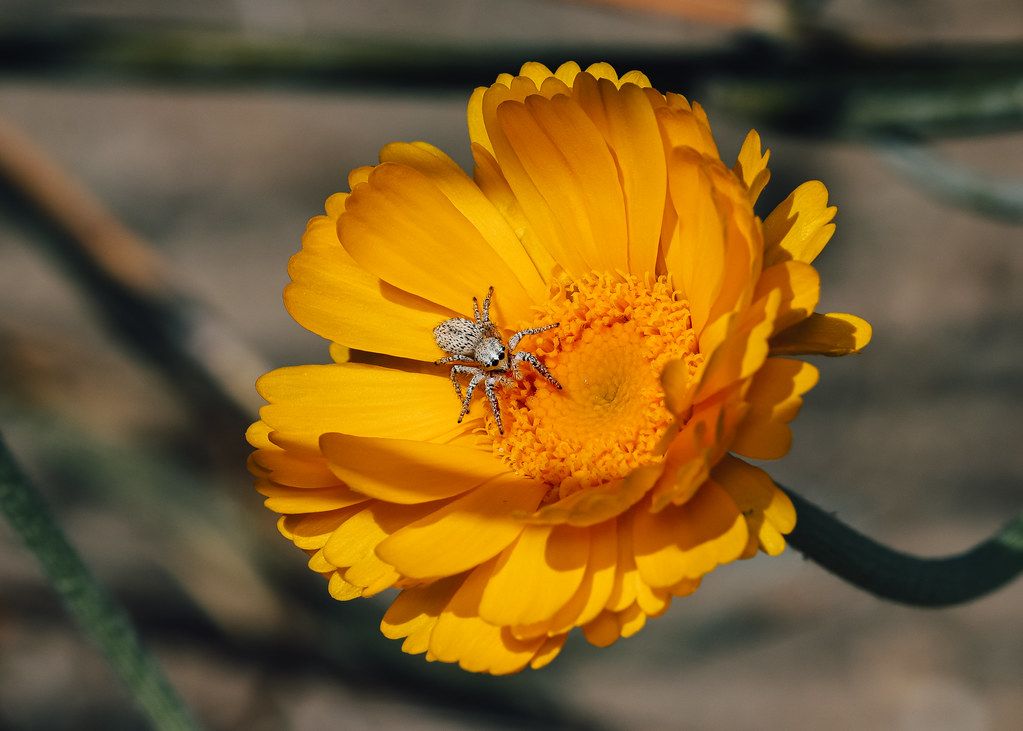 Spider Control service in Amarillo, TX